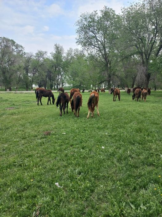 7 бас ұрғашы ірі тайлар сатылады