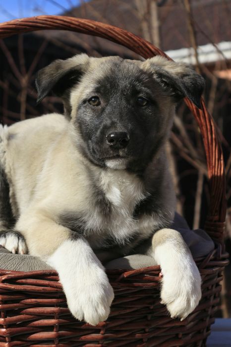 Предлагаются шикарные щенки!