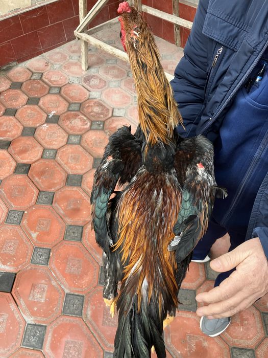 Дакан Зоти Карис!