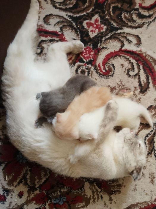 Котята Скоттиш фолд