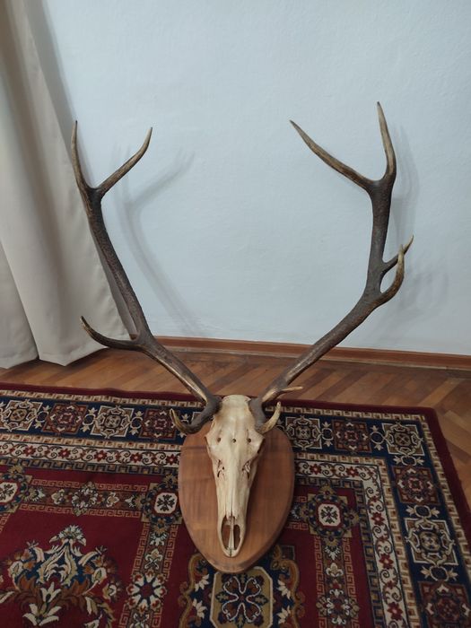 Trofeu cerb cu craniu și placa lemn.