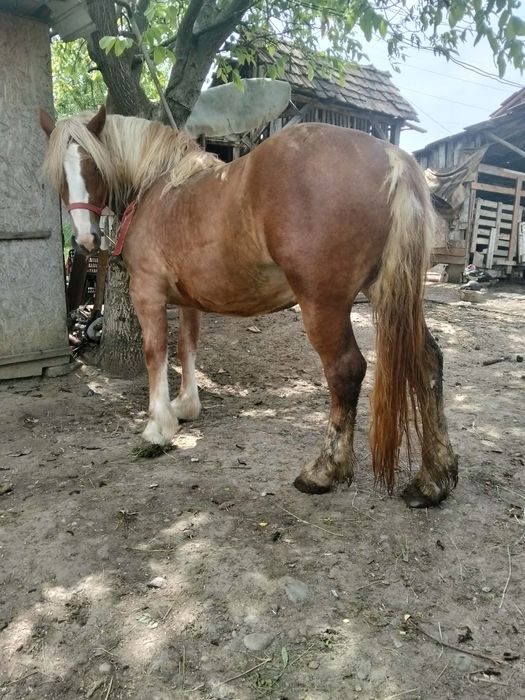 Vând mânză de 3 ani cu acte preț 3500 de euro sau schimb cu o iapă neagră