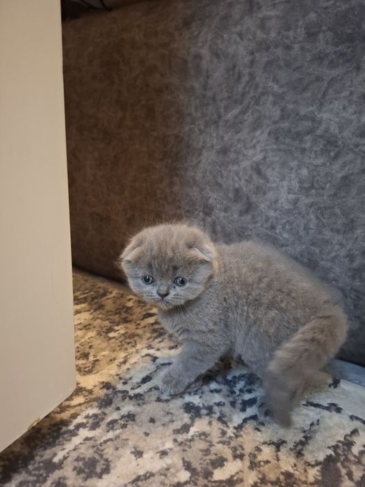 Британские котята