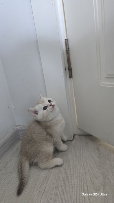 Toza qon mushukchalar sotiladi.