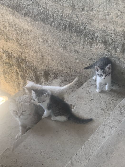 Котята отдам в хорошие руки