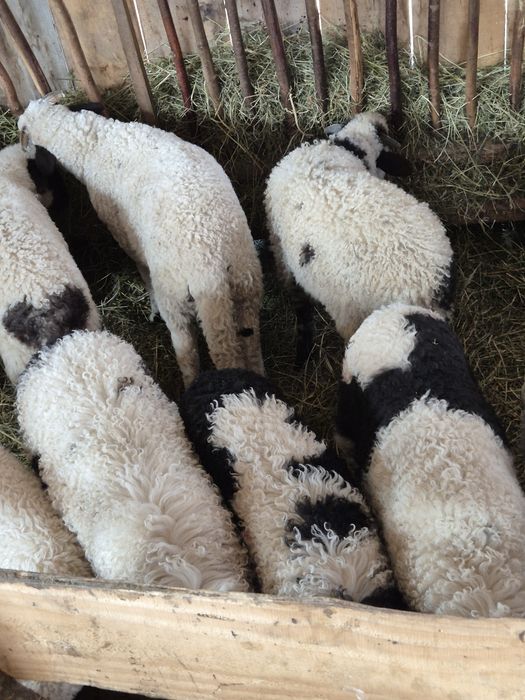 Vând miei pentru tăiat și ținut