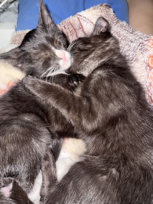 игривые котята в хорошие руки