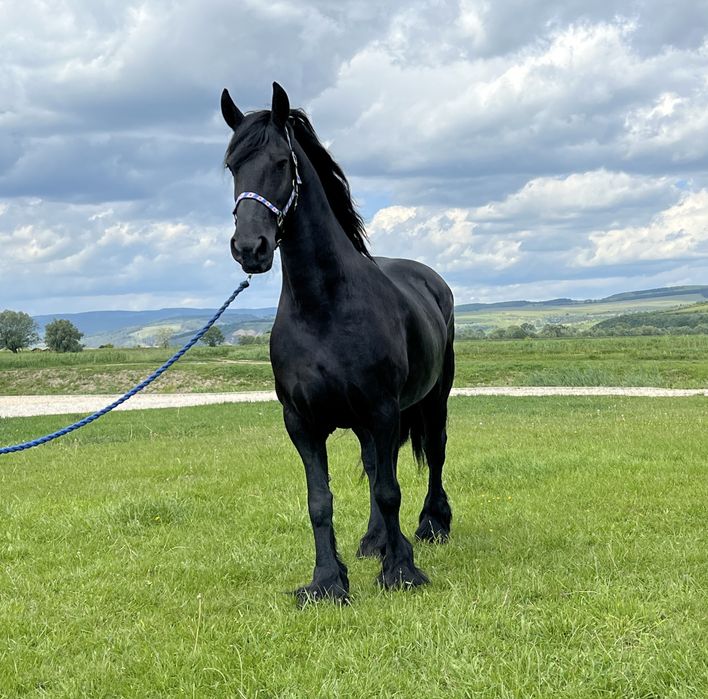 Iapă Friesian Frizian Friz echitatație călărie