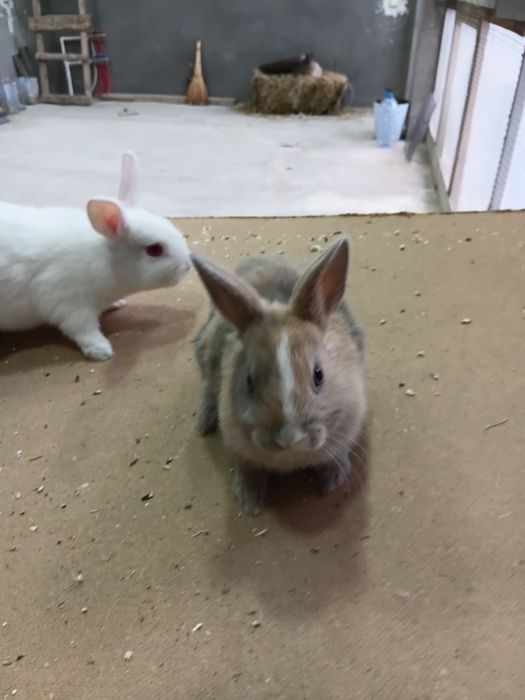 Karlikiviy quyon sotiladi qulogi turgan