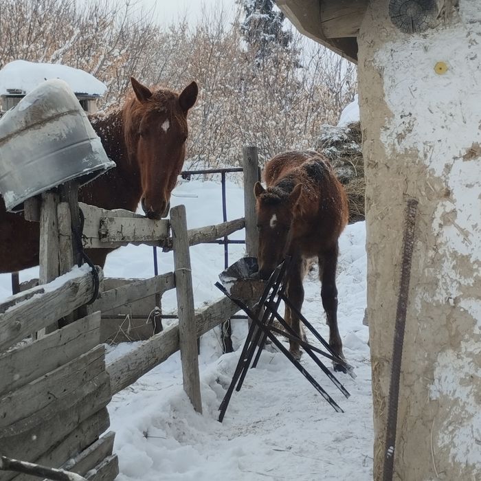 Құлынды бие сатылады