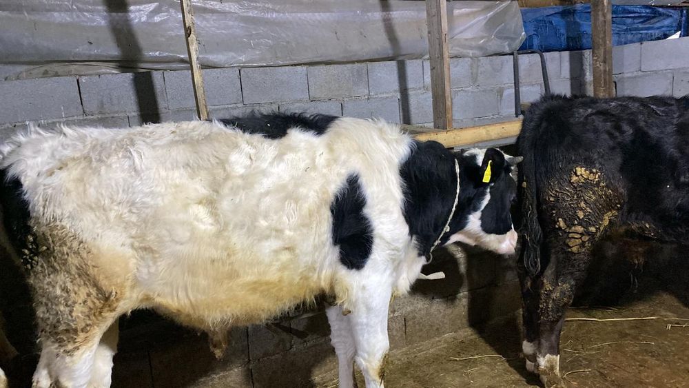 Продам БЫКОВ Срочно