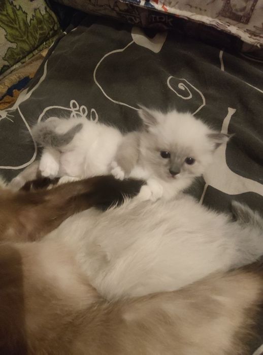 Котенок девочка кушает сама все