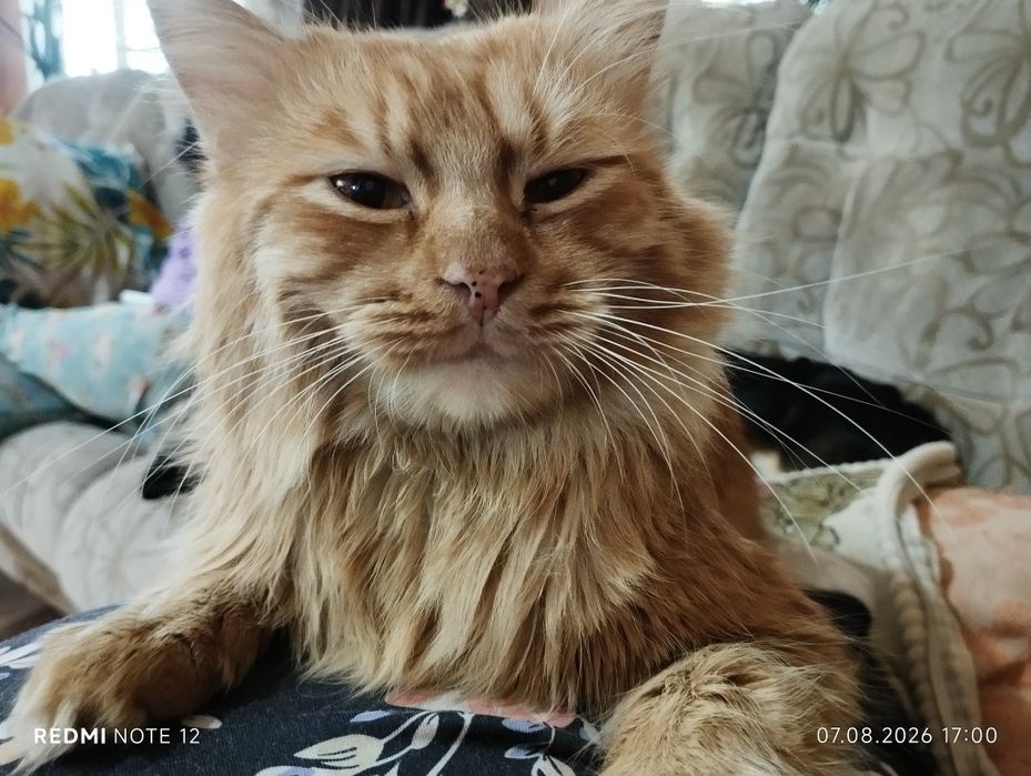 Потеряли кота, зовут Сулейман