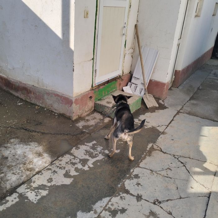 ит сатылады 1 жасар еркек