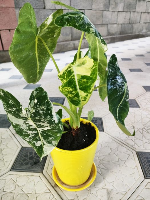 Цветы комнатные!!!  Есть доставка