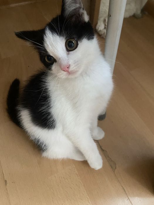 Котенок в добрые руки