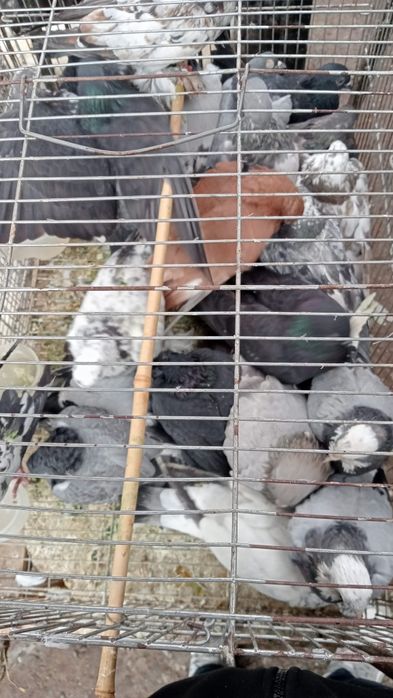 Kaptar bor boqishga soyishga