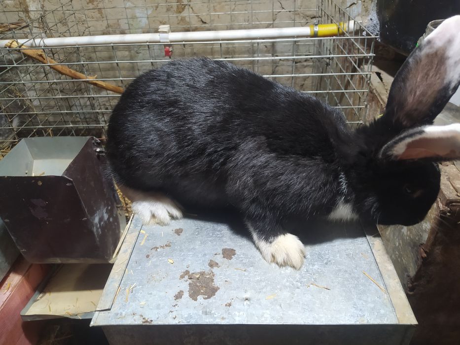 Quyon sotiladi samka narxi 200 .