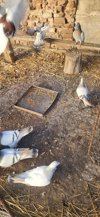 Ciocarlii de cobur kingi