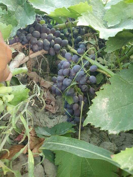 Узум кора кутара сотаман
