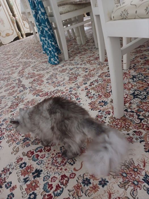 Кошка  8 месяцев