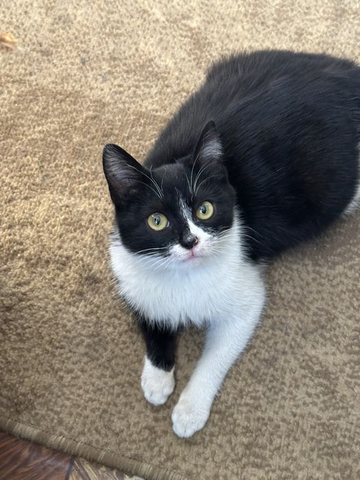 Котенок в добрые руки