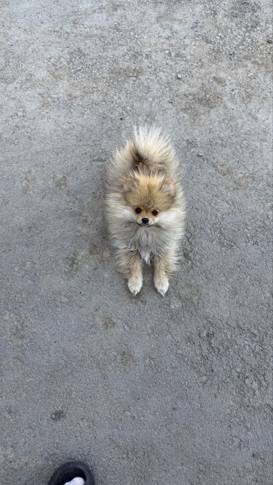 Продам шпица мальчик