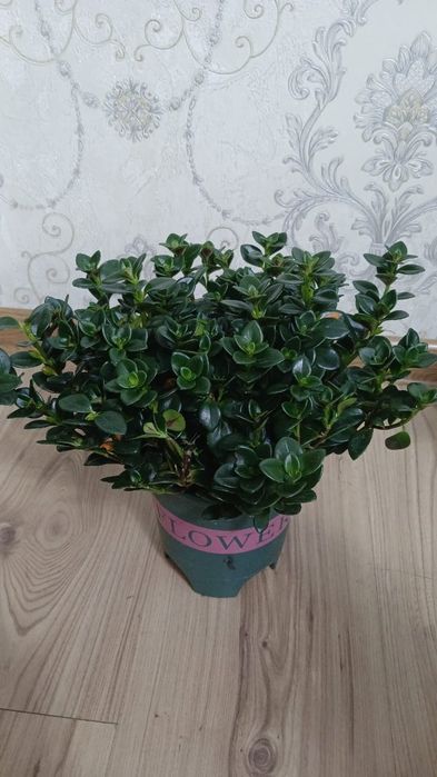 Комнатные растения Алматы