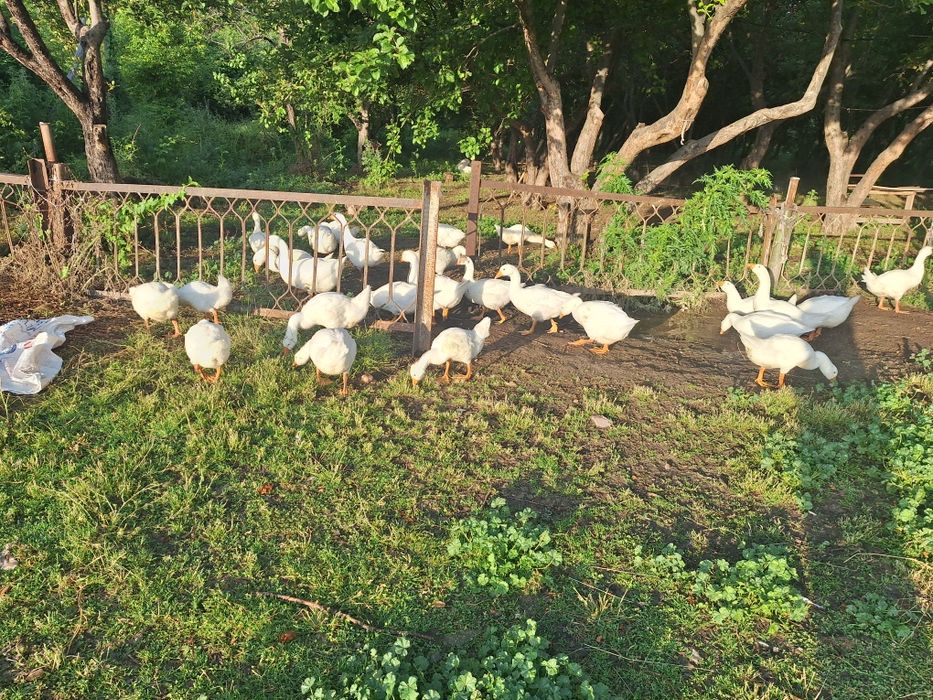 Гуси 4 месяца продам