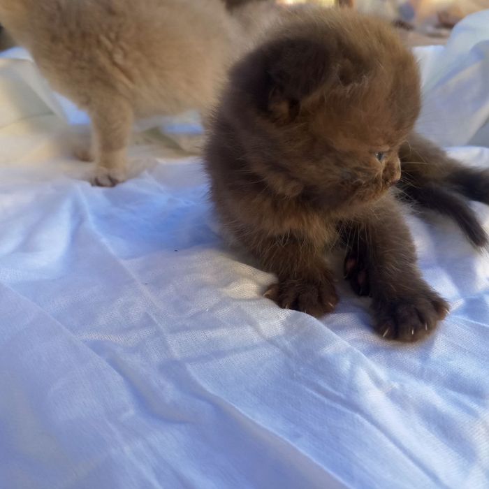 Сотилади срочна арзон нархларда‼️