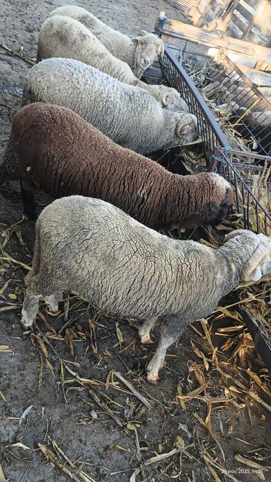 Berbeci bine intretinuti de vanzare