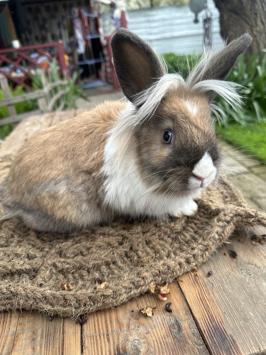 Кролики декорашки