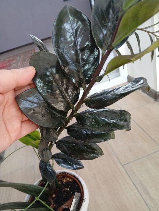 Замикулькас равен