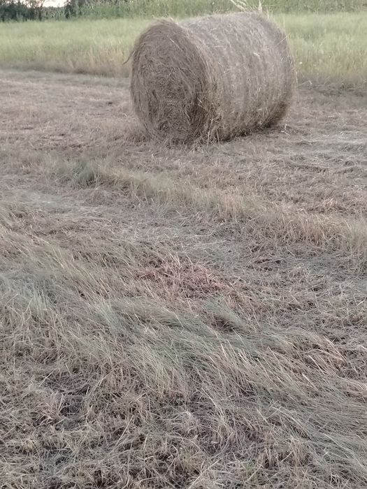 Fân coasa 1, balotii 120 /120