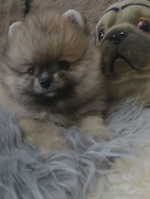 Предлагаю  кукольного мини мальчика