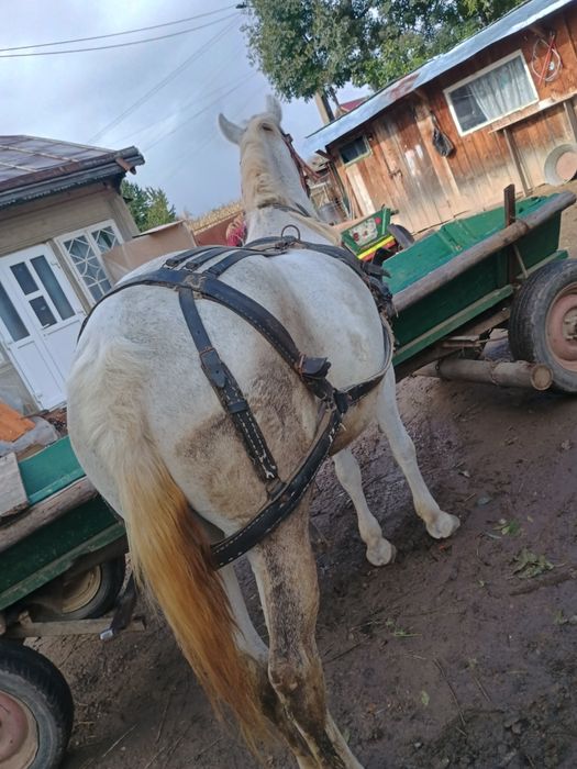 Vând, iapă de 6 ani