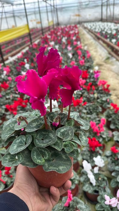 Саженцы шымкент вид