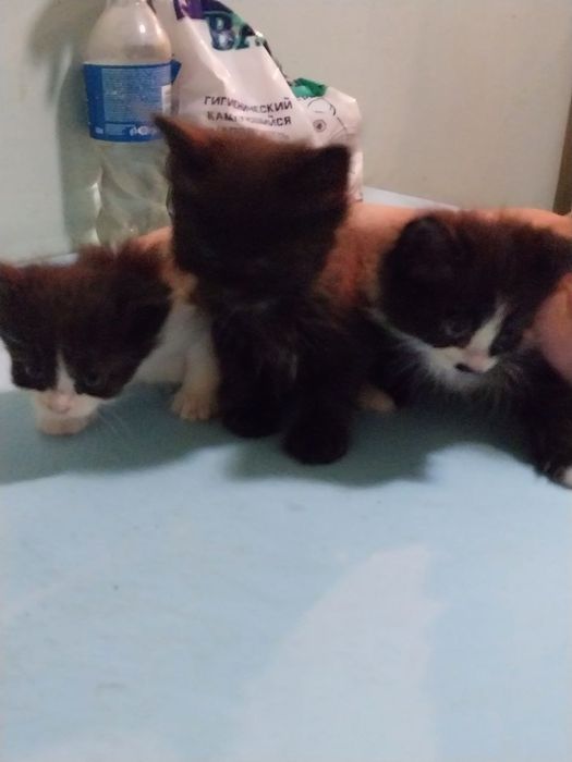 Пристраиваються в добрые руки