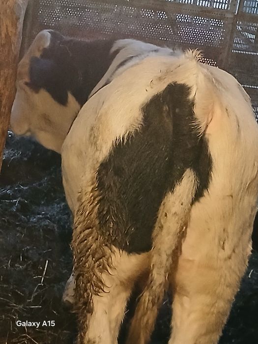 Viței mari de vânzare bucata 6500lei aproximativ 250  300 kilograme prețul  negociabil  din 4 doi se vând la ales