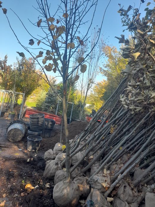 Platan englezesc Catalpa Leylandii