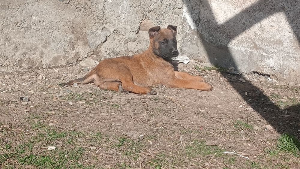 Бельгийская овчарка күшіктер сатылады
