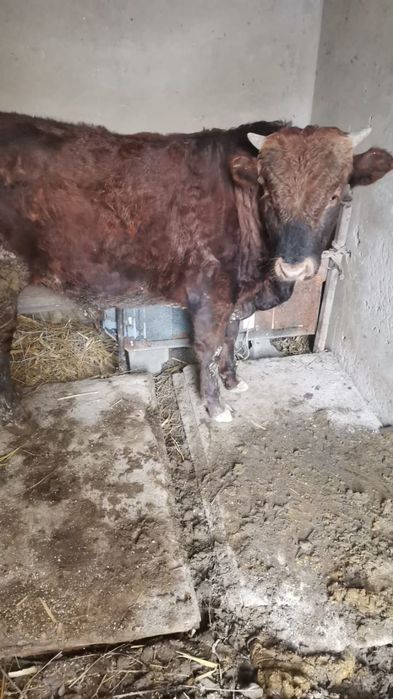 1 жастан асқан бұқаша