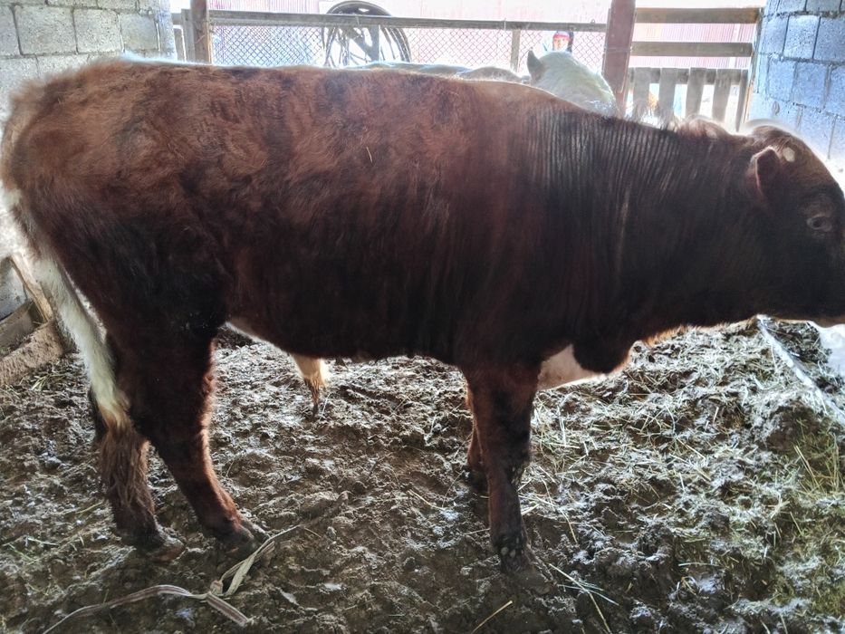 Быки два к корму приучены