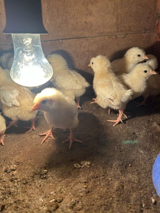 Продам цыплят породы Адлер