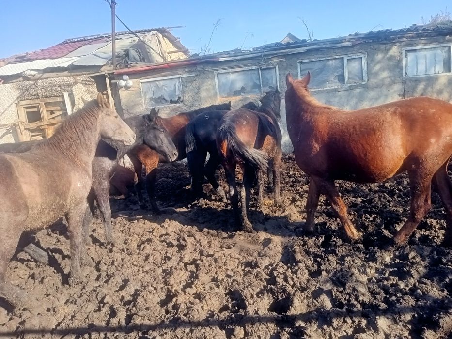 Продам согым лошадей