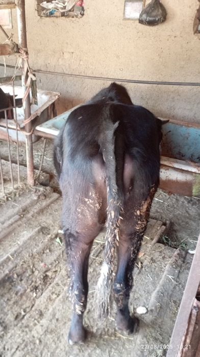 Gʻoʻnajin sotiladi