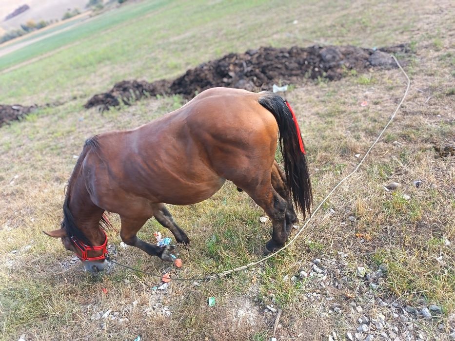 Vand harmasar de 2 ani jumate anvatat la ham