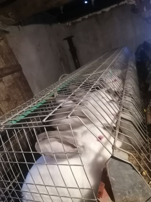 Vând iepuri rasa mare Transilvania