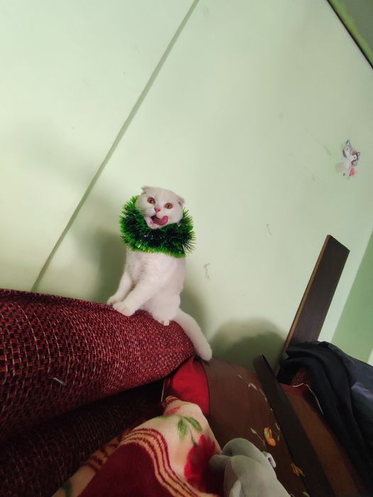 Vyazka,,skottish fold Britanskiy..malchik