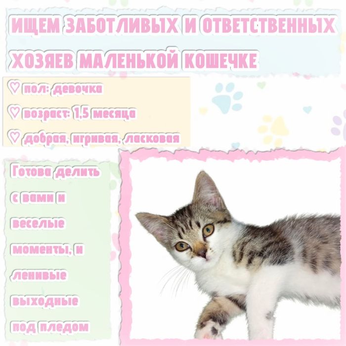 Отдам в хорошие руки котика
